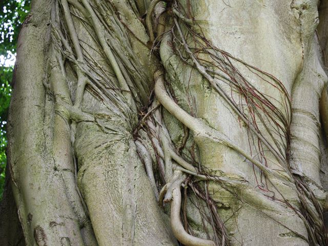Ficus craterostoma bark and prop roots